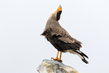 Adult Crested/ Southern Caracara displaying