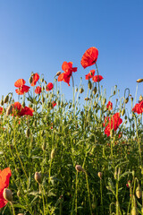 Obraz premium Corn poppies