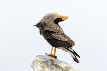 Adult Crested/ Southern Caracara displaying