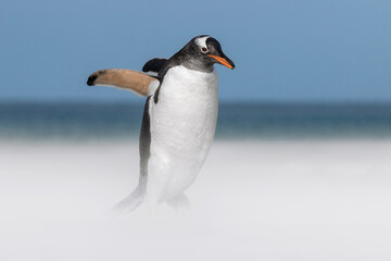 Gentoo Penguin walking in sandstorm