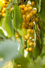 White cherries are just starting to ripen, the leaves are still very light green