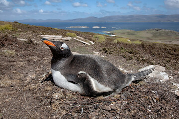 Gentoo Penguin on nest