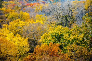 Michigan Fall colors