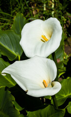 Fototapeta na wymiar White flower with yellow center 