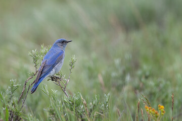 A Mountain Bluebird perched on sagebrush at Kyburz Flat in the Sierra Nevada mountains near Truckee, CA.