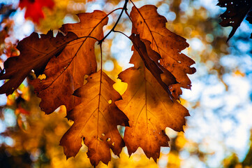 Oak leaves in fall
