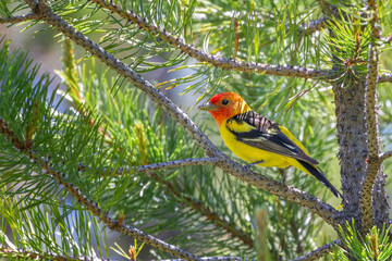Western Tanager perched on a pine bough in the Sierra Nevada mountains near Sardine Lake, CA