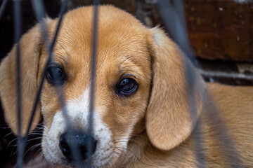 Close up of the head of a puppy through bars 