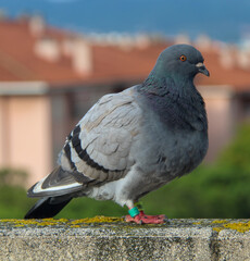 Full body of a grey pigeon
