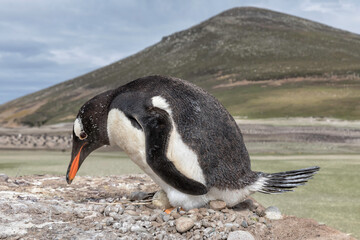 Naklejka premium Gentoo Penguin on nest incubating