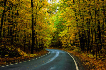 Tunnel of Trees 2