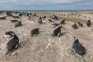 Gentoo Penguin colony