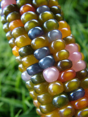 Vertical closeup of the colorful, glossy kernels of 'Glass Gem' flint corn (Zea mays)