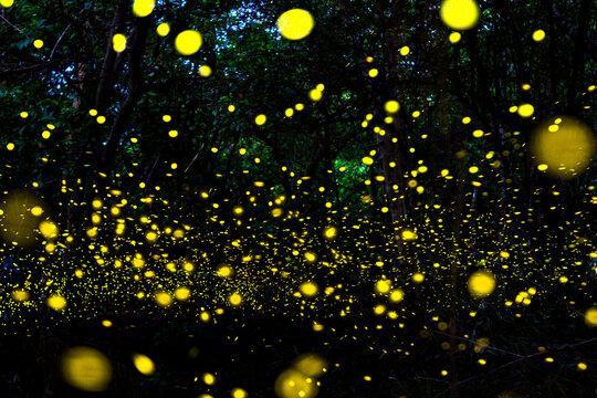 Fireflies in the bush at night in Udonthani Thailand. Firefly symbolizes the integrity of the ecosystem. Long exposure photo.