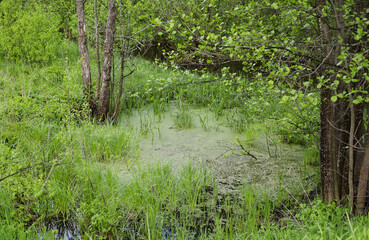 green swamp in the forest