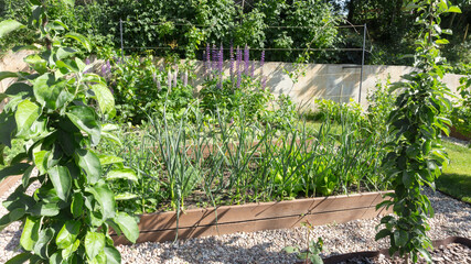 Growing organic farm produce in a vegetable garden on raised wooden beds. Column-shaped apple trees in garden design.