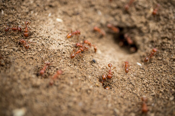 A colony of California Harvester Ants working around their nest - macro