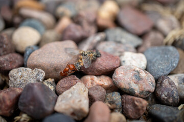 A California Harvester Ant carrying a dead fly over rocks - macro