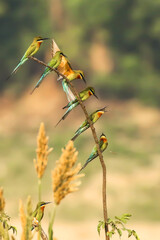 The lesson of Togetherness