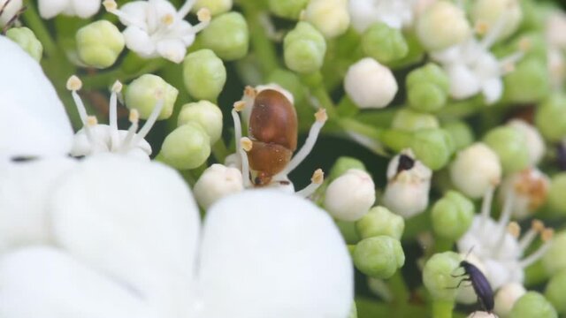 Bugs crawling on the Viburnum opulus flower or the Guelder-rose flower