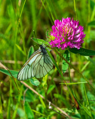 butterfly on a flower