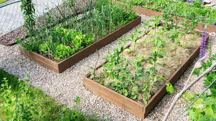 DIY raised wooden beds in the garden landscape design. Mulch from mowed grass on the beds to...
