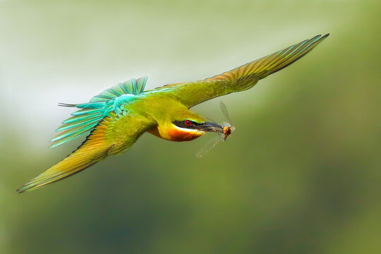 Blue-tailed bee-eater.....