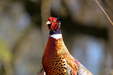 pheasant male in the grass