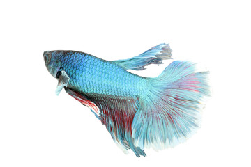 fighting fish on white background