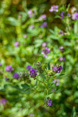 Purple wildflowers in summer in a green garden in summer