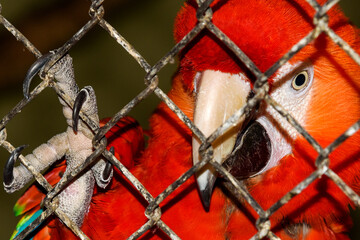 A red parrot in a cage. Claw and lattice
