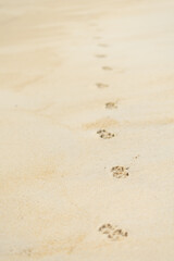 Fototapeta na wymiar dog footprint on sand beach background