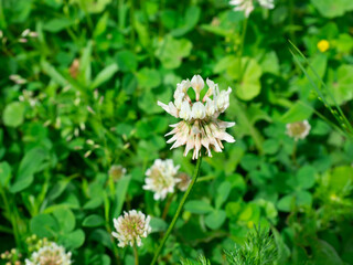 Trifolium pratense. Thickets of a blossoming clover