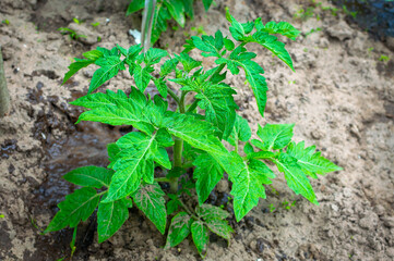 A juicy healthy tomato seedling grows in the ground. Closeup, selective focus.