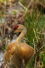 Sandhill Crane