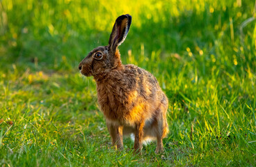 rabbit in the grass