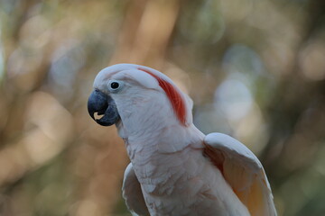 Ave cacatúa 