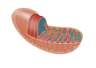 The mitochondrion is a double-membrane-bound organelle found in most eukaryotic organisms - obrazy, fototapety, plakaty