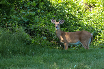 white tailed deer