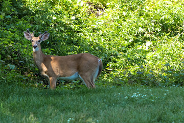 Young whitetail deer, buck.