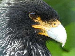 portrait of a bald eagle