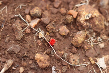 Red Velvet mite. These arthropods spend the major part of the year underground. They emerge with the first rains of the monsoon.