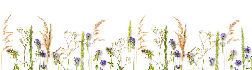 Various wild meadow flowers and herbs on a white background top view, flat lay, banner. Border of...
