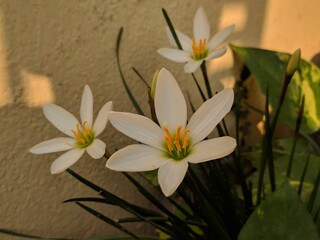 Fototapeta na wymiar Beautifull flower