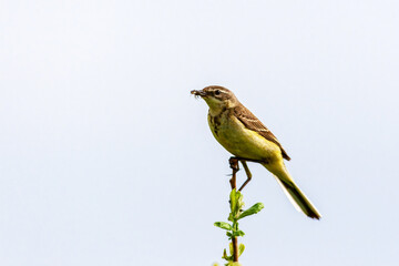 The bird holds an insect in its beak