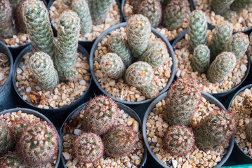 little various cactus and succulent plants in on small pot, plant for decoration.