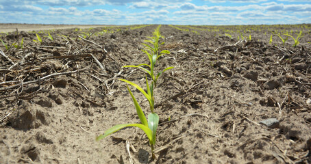 A close-up on a row of young corn plants growing and vegetating on agriculture field in spring with blue sky in the background.