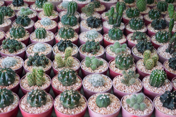 little various cactus and succulent plants in on small pot, plant for decoration.