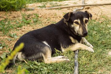 Yard black dog lies on a sunny day in the garden