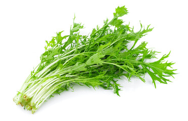 Mizuna lettuce isolated Japanese Mustard, vegetable salad for good health on white background